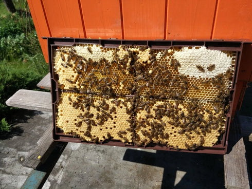 Plastic Folding Frame 39x24 Without Foundation – Quick Assembly