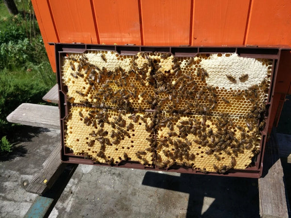 Plastic Folding Frame 39x24 Without Foundation – Quick Assembly